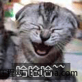 哈哈哈哈.gif