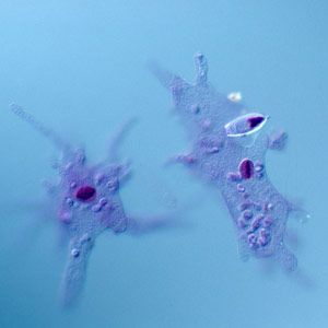 rd_or_5f70de59e1f78886927ab307807b4114.jpg